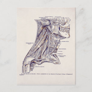 Vintage Anatomie Kunst Halsmuskeln Altpapier Postkarte