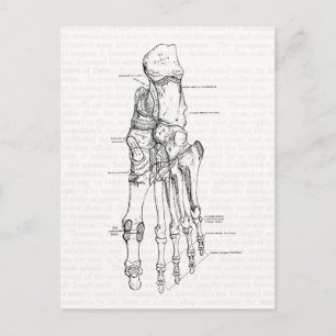 Vintage Anatomie Kunst Knochen des Fußes Postkarte
