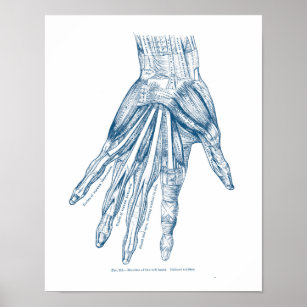 Vintage Anatomie Kunstmuskeln der Hand Blau Poster