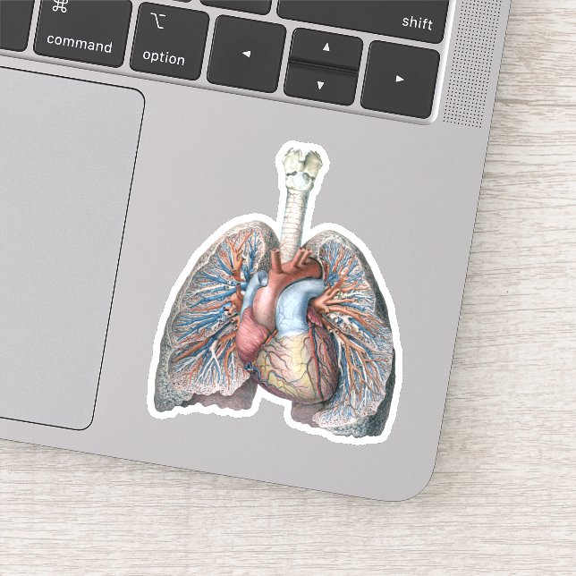 Vintage Anatomie Lunge Herzorgane Blut Aufkleber (Detail)