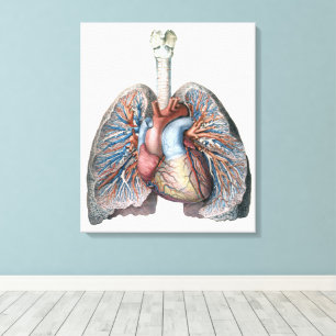Vintage Anatomie Lunge Herzorgane Blut Leinwanddruck