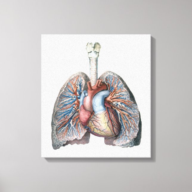Vintage Anatomie Lunge Herzorgane Blut Leinwanddruck (Vorderseite)