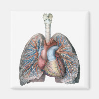 Vintage Anatomie Lunge Herzorgane Blut