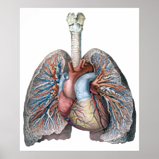 Vintage Anatomie Lunge Herzorgane Blut Poster (Vorne)