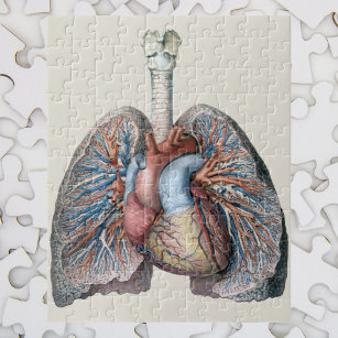 Vintage Anatomie Lunge Herzorgane Blut Puzzle