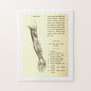 Vintage Anatomie Muskeln des Arms (um 1852) Puzzle
