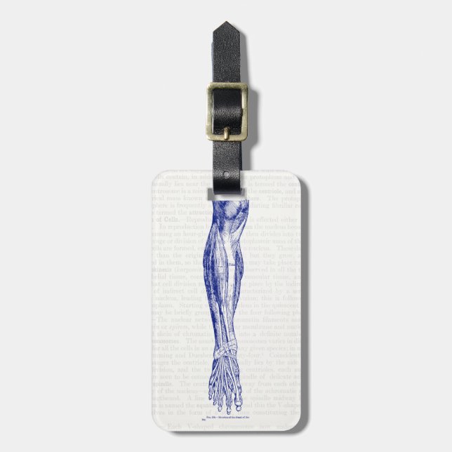Vintage Anatomie-Muskeln des Beinblau Gepäckanhänger (Vorderseite vertikal)