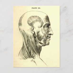 Vintage Anatomie Muskeln des Kopfes (circa 1852) Postkarte