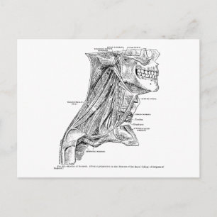 Vintage Anatomie Muskeln des Nackens Postkarte