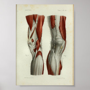 Vintage Anatomie Muskeln Knie Poster