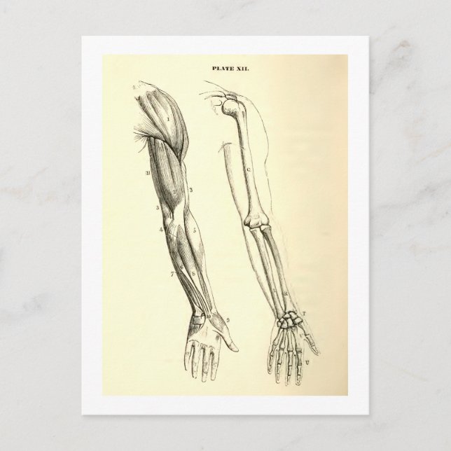 Vintage Anatomie | Muskeln und Knochen des Arms Postkarte (Vorderseite)