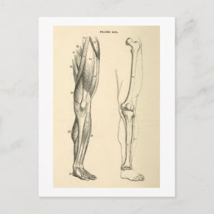 Vintage Anatomie Muskeln und Knochen des Beins Postkarte