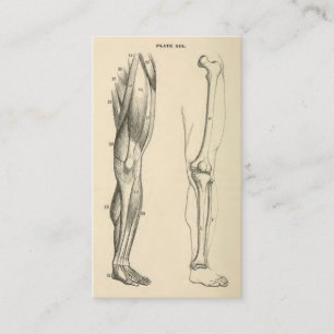 Vintage Anatomie Muskeln und Knochen des Beins Visitenkarte