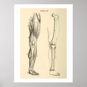 Vintage Anatomie Muskeln und Knochen menschliches Poster