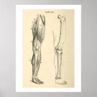 Vintage Anatomie Muskeln und Knochen