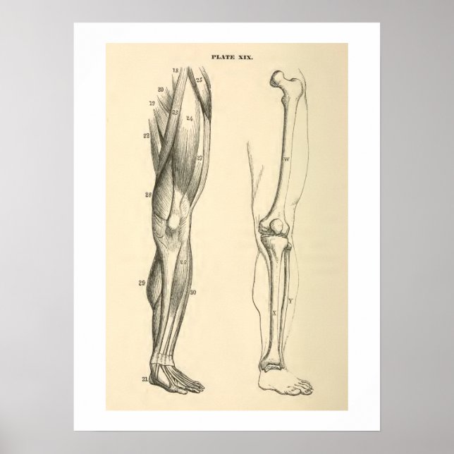 Vintage Anatomie Muskeln und Knochen Poster (Vorne)