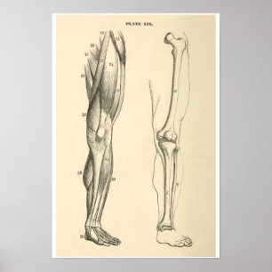 Vintage Anatomie Muskeln und Knochen Poster