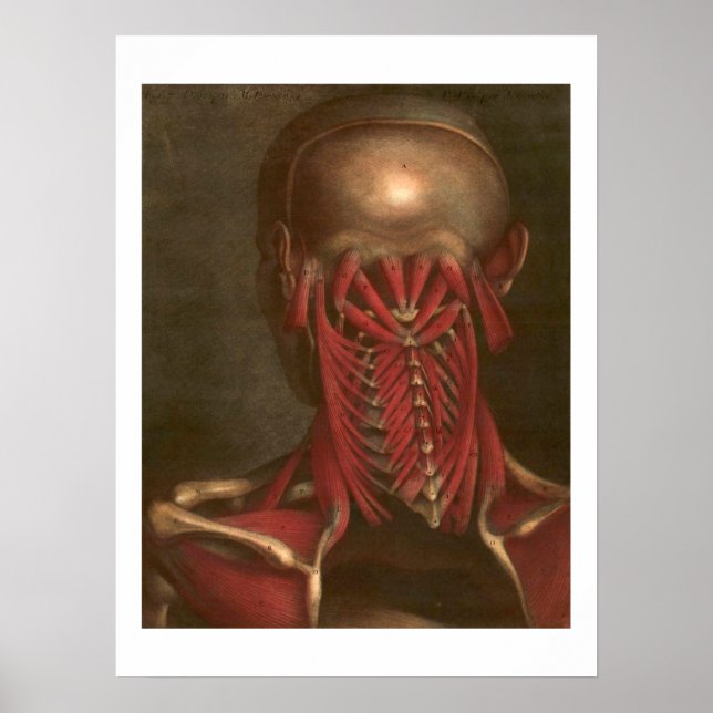 Vintage Anatomie | Nacken und Schultern Poster (Vorne)