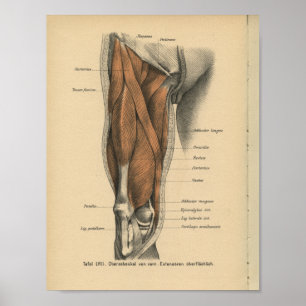 Vintage Anatomie Poster