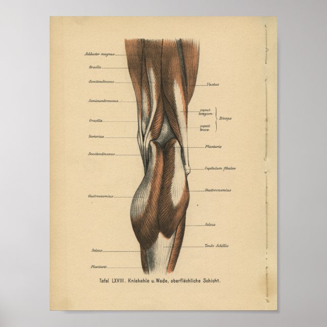 Vintage Anatomie Poster (Vorne)