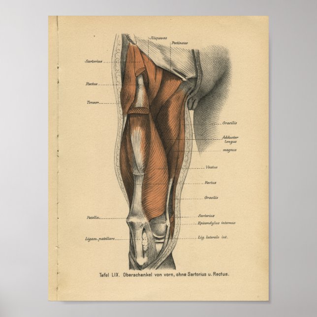 Vintage Anatomie Poster (Vorne)