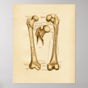 Vintage Anatomie Poster