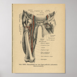 Vintage Anatomie Poster
