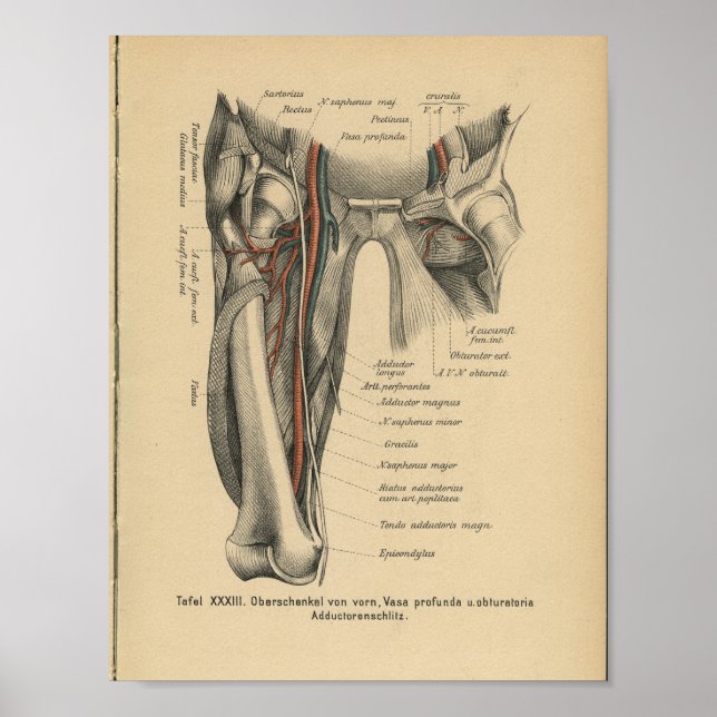 Vintage Anatomie Poster (Vorne)