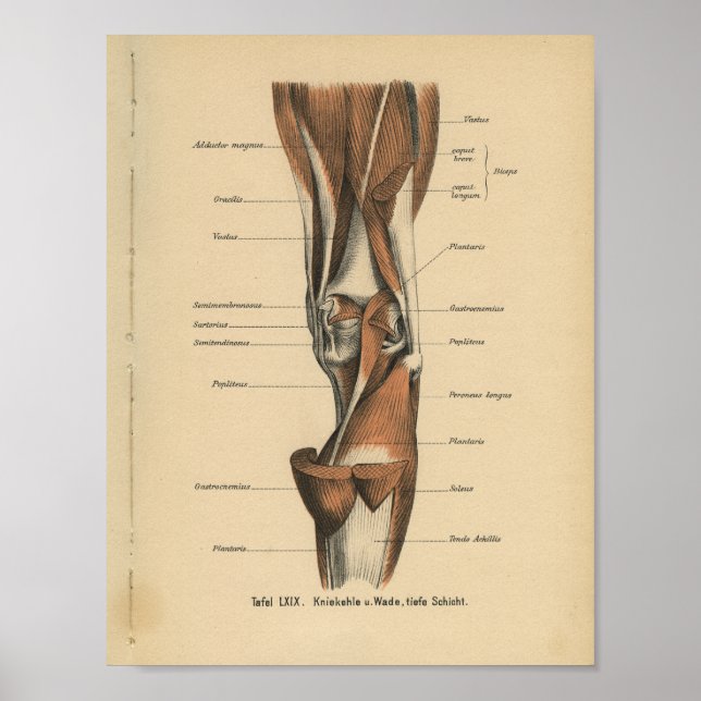 Vintage Anatomie Poster (Vorne)
