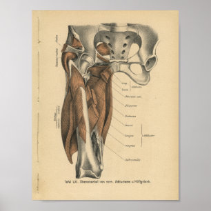 Vintage Anatomie Poster