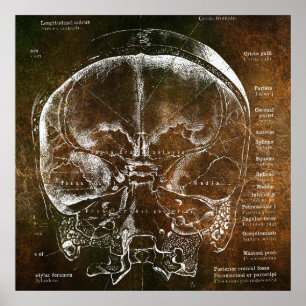 Vintage Anatomie  Poster