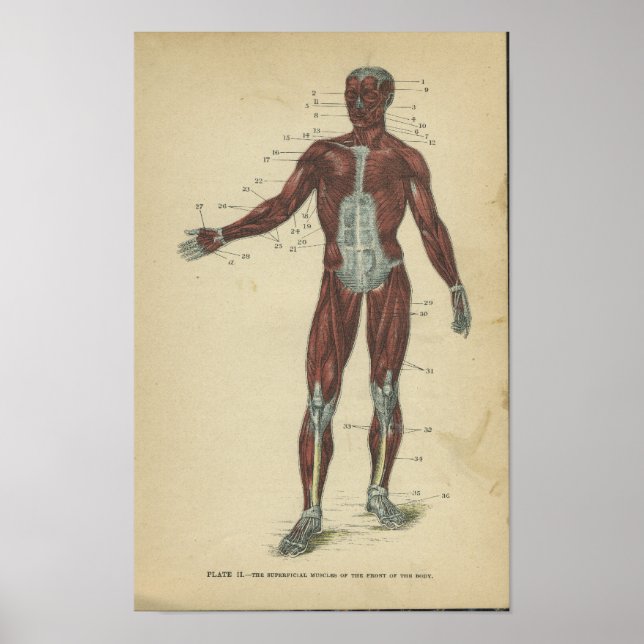 Vintage Anatomie Poster (Vorne)