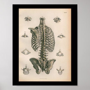 Vintage Anatomie Poster