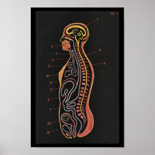 Vintage Anatomie Poster