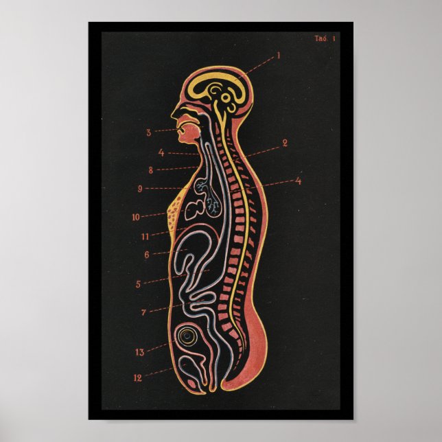 Vintage Anatomie Poster (Vorne)