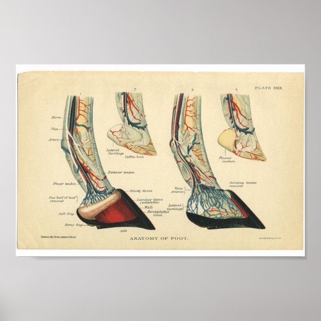 Vintage Anatomie Poster (Vorne)