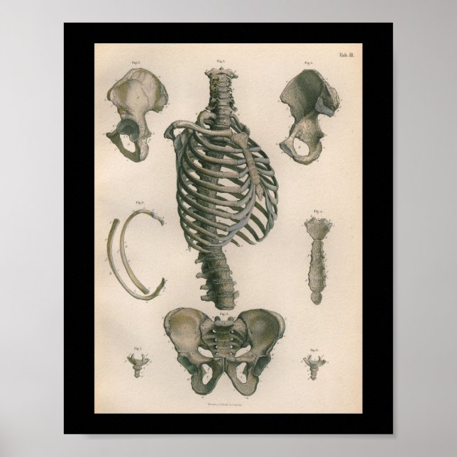 Vintage Anatomie Poster (Vorne)