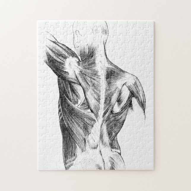 Vintage Anatomie | Rückenmuskeln (ca. 1852) | B/W Puzzle (Vertikal)