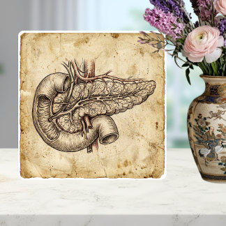 Vintage Anatomie-Skizze der Bauchspeicheldrüse Ill Fliese