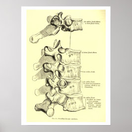 Vintage Anatomie | Vertebrae Poster