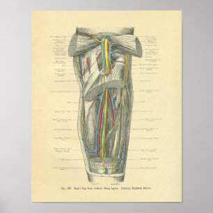 Vintage Anatomie von Knie & Leg Poster