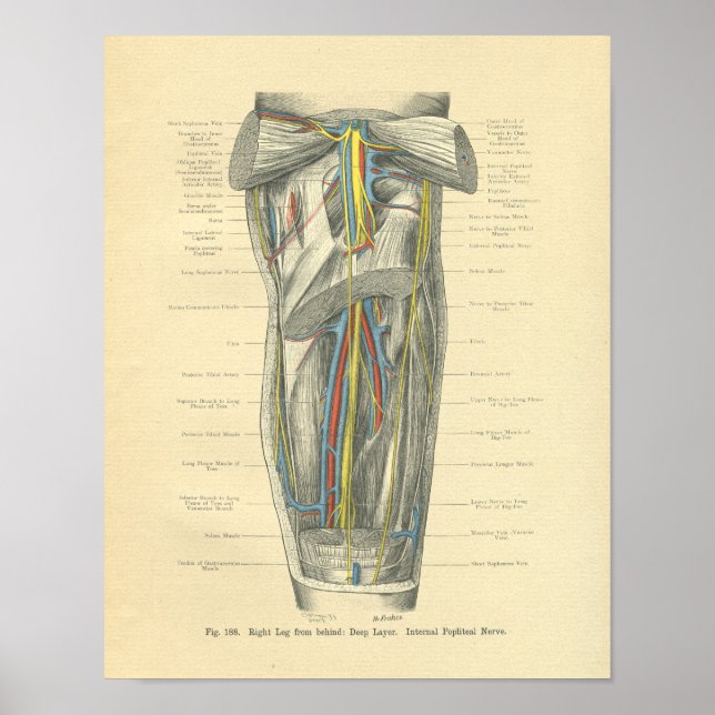 Vintage Anatomie von Knie & Leg Poster (Vorne)