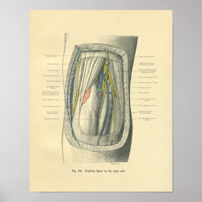 Vintage Anatomie von Knie & Leg Poster (Vorne)