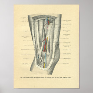 Vintage Anatomie von Knie & Leg Poster