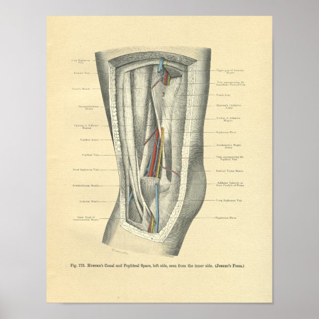 Vintage Anatomie von Knie & Leg Poster (Vorne)
