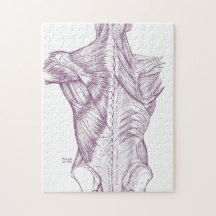 Vintage Anatomie, welche die Rückenmuskel lila