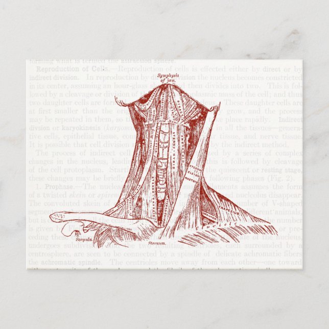 Vintage Anatomie Zeichnend Nackenmuskeln Postkarte (Vorderseite)
