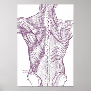 Vintage Anatomie Zeichnend Rückenmuskeln Lila Poster
