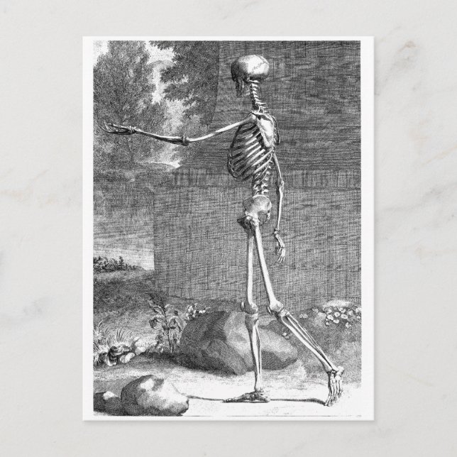 Vintage Anatomie zeichnend, Seitenansicht, Skelett Postkarte (Vorderseite)