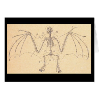 Vintage anatomische Bat Skeleton-Illustration